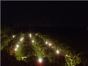 Ứng dụng đèn LED trong nông nghiệp